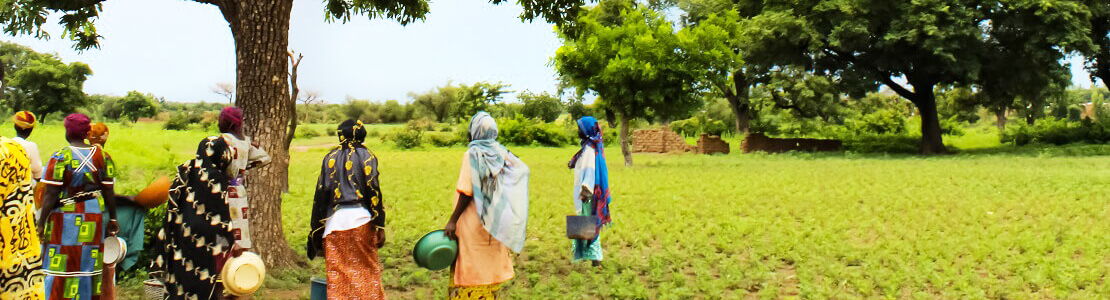 Frauen ernten Sheanüsse in Burkina Faso