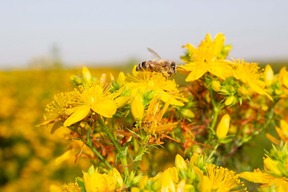 <img src="pfad/zum/johanniskrautbild.jpg" alt="Nahaufnahme von gelben Johanniskrautblüten (Hypericum perforatum) aus deutschem Bio-Anbau">