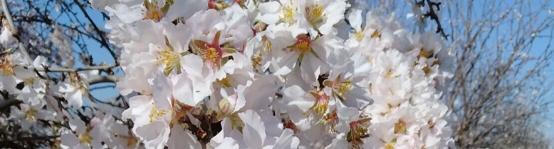 Blühende Mandelbäume mit weißen Blüten in Spanien