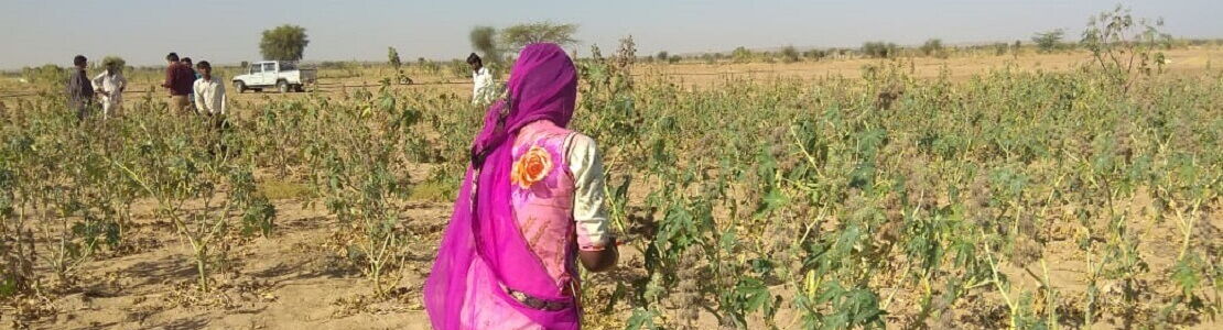 Rizinusfeld in Indien mit einer Erntehelferin in pinkem Gewand