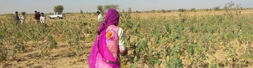 Aceite de neem ecológico y aceite de ricino ecológico de la India