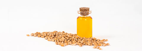 Weizenkeimöl CO2 Extraktion, bio – orangefarbenes Öl in Glasflasche mit Weizenkörnern