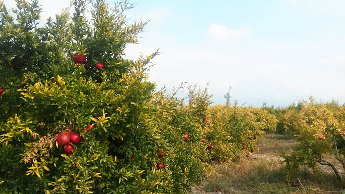 Granatapfelbäume mit reifen Früchten auf einer Plantage