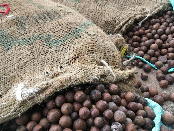 Geöffneter Jutesack mit Sheanüssen