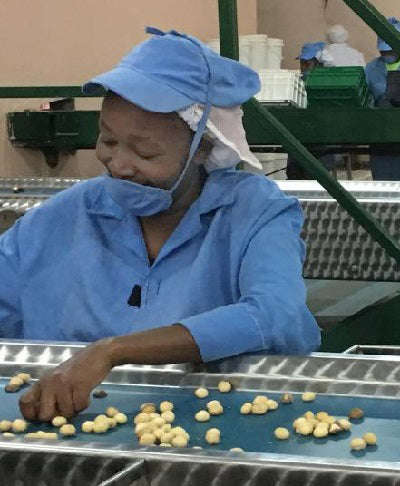 Arbeiterin sortiert Macadamianüsse an einem Förderband