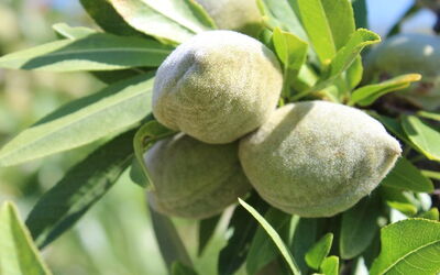 Frutos de almendro aún inmaduros