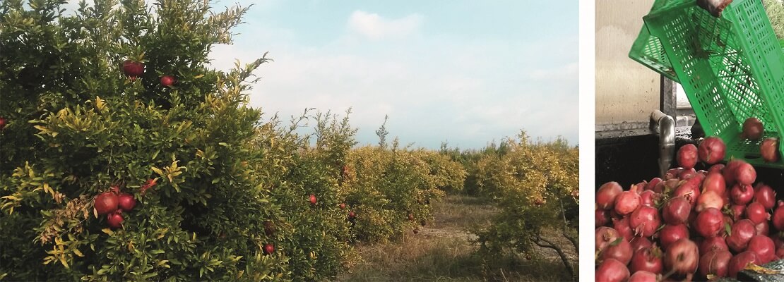 Granatapfel Anbauprojekt in Aserbaitschan